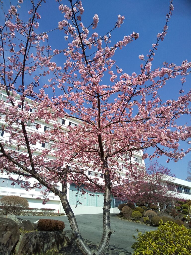 河津桜